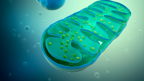 Top 5 Tips for Mitochondrial Repair and Restoration in 2025